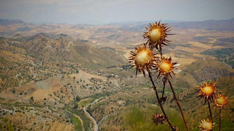 金色黄昏下的温暖归途：一幅令人向往的秋日乡间画卷。